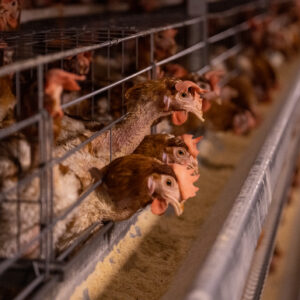a picture of chickens at a poultry farm