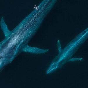 A drone hovers over two blue whales that are submerged under water.