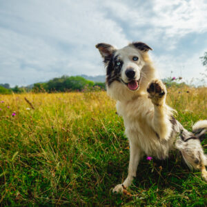 A dog in a grassy field sits back on its hind legs and raises one of its front paws.