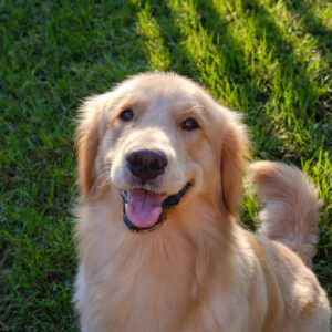 A large, happy looking golden retriever sitting on a sunlight lawn.
