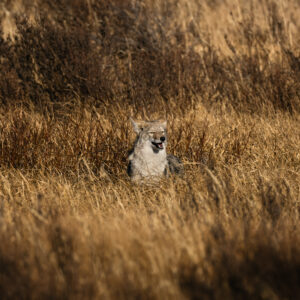 A lone wolf squints amid tall, dry grass at Yellowstone National Park.