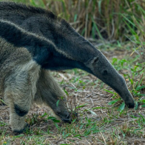 Image of the head and upper torso of a giant anteater, showing its long snout and distinctive black and grey coloration.
