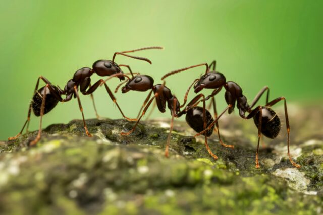 Image of a group of four ants in front of a green backdrop.