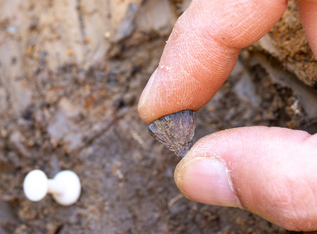 a person holds a tiny fragment of pyrite between a thumb and forefinger