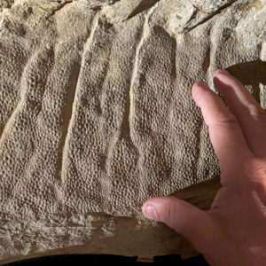 Image of a human hand pointing a finger at a slab of rock with tiny features—folds of skin and small scales—preserved.