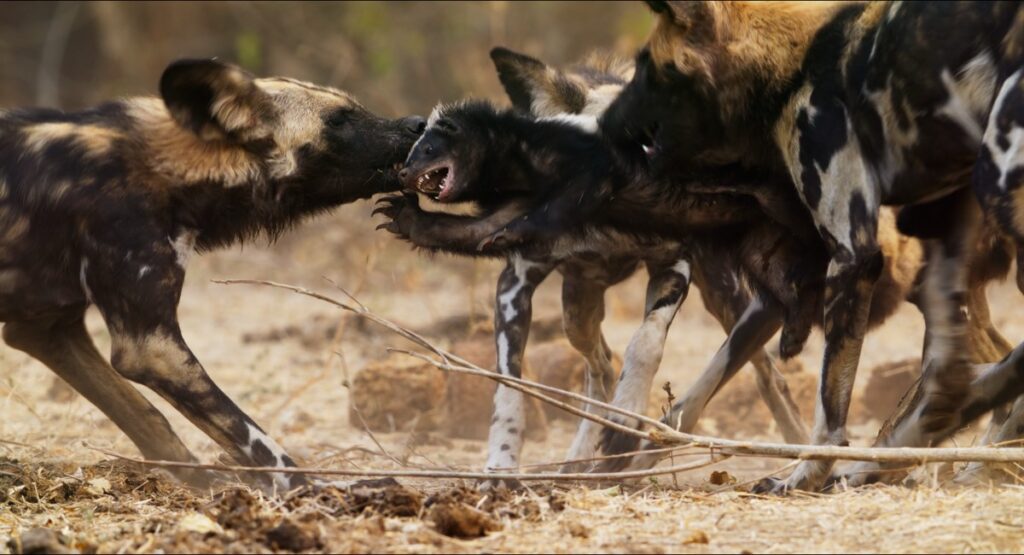 A pack of African hunting dogs attacks a honey badger.