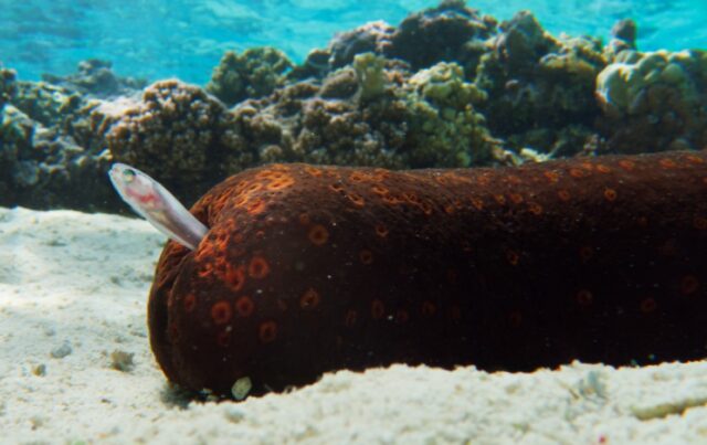 An adult pearlfish reverses into a sea cucumber to hide.