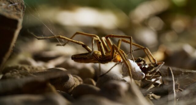 The male nursery web spider presents his nuptial gift to the female.