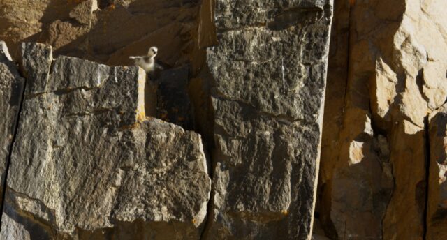 A young barnacle goose chick prepares t make the 800-foot jump from its nest to the ground.
