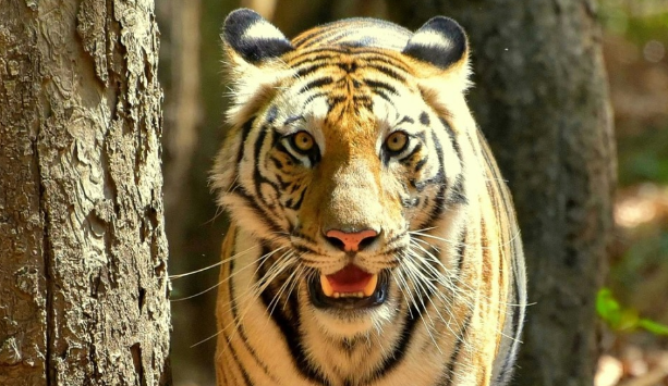 Tigress Arrowhead Passes Away at Ranthambore