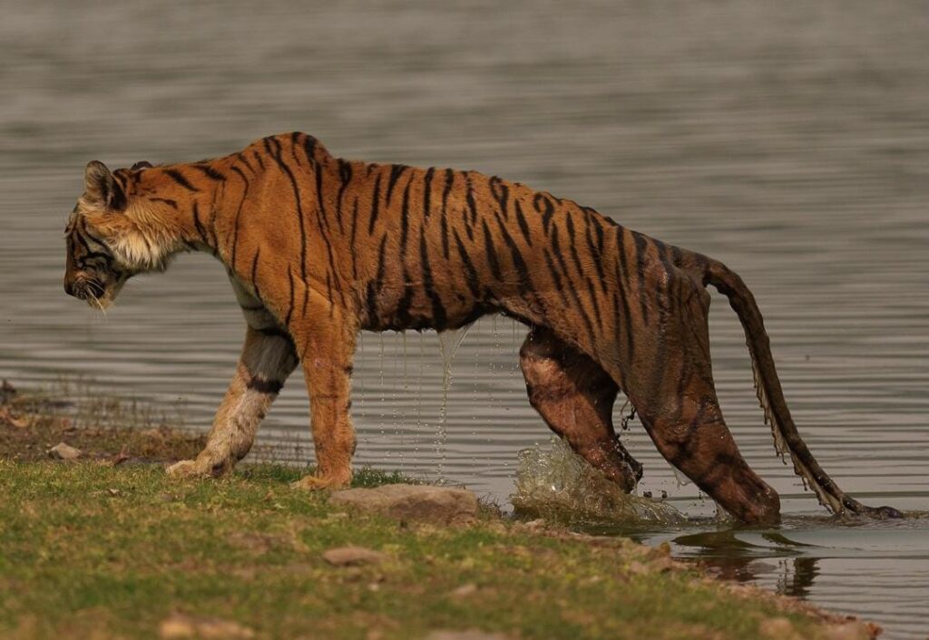 Tigress Arrowhead