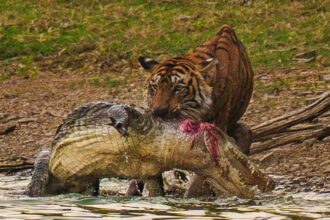 Tigress Arrowhead Passes Away Hours After Daughter's Shift to Mukundra