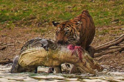 Tigress Arrowhead Passes Away Hours After Daughter's Shift to Mukundra