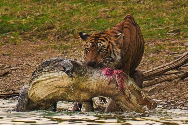 Tigress Arrowhead Passes Away Hours After Daughter's Shift to Mukundra