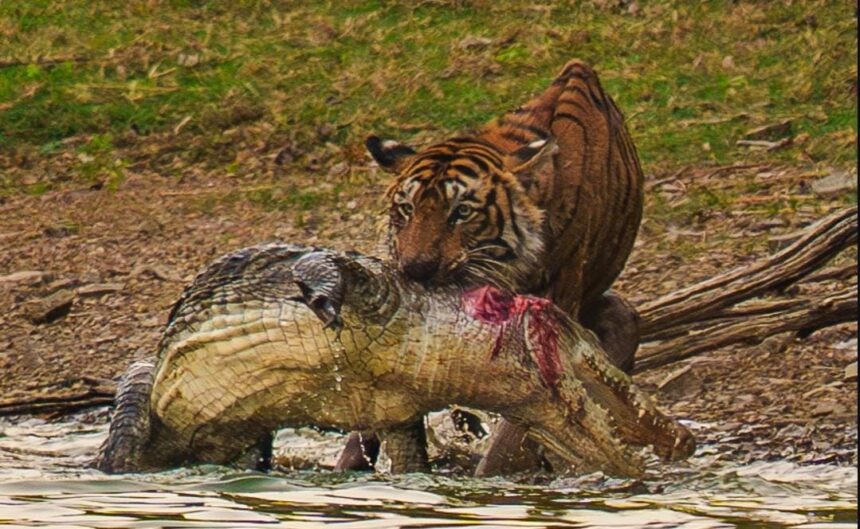 Tigress Arrowhead Passes Away Hours After Daughter's Shift to Mukundra